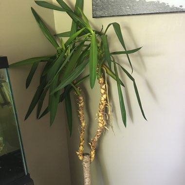 Yucca