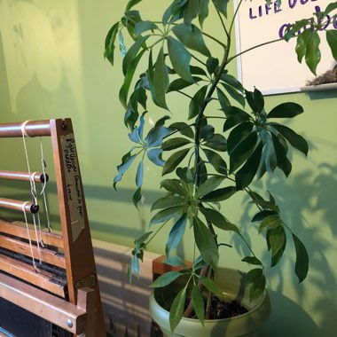 Dwarf Umbrella tree