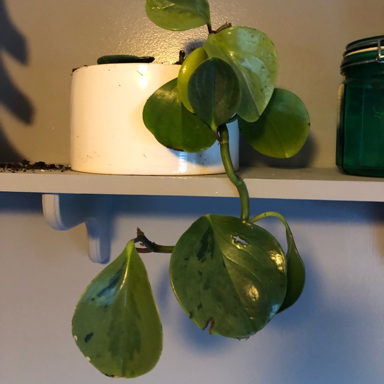 plant image 878658