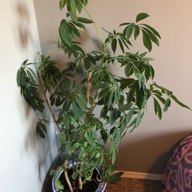 Dwarf Umbrella tree