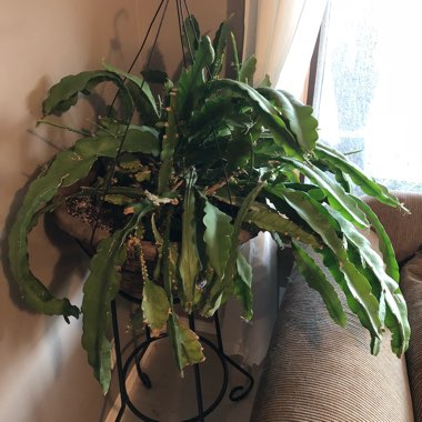 Orchid Cactus