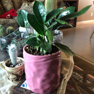 ZZ Plant