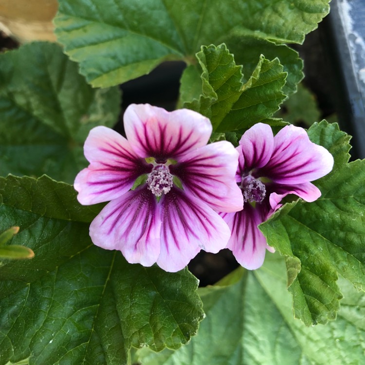 Plant image Malva Sylvestris 'Magic Hollyhock'