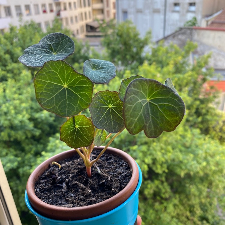 Plant image Tropaeolum lobbianum 'Spitfire'