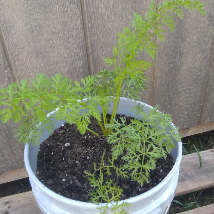 Plant image Daucus carota subsp. sativus 'Danvers 126'