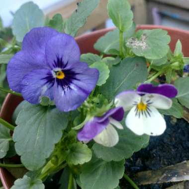 Viola x wittrockiana
