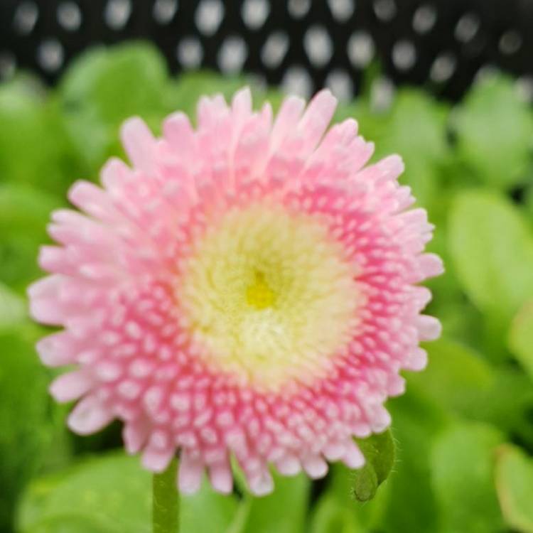 plant image 644254 plant image 644254
