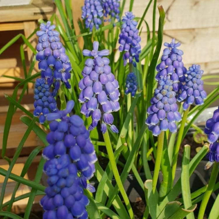 plant image 658337 plant image 658337