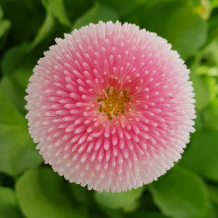 plant image 658627 plant image 658627