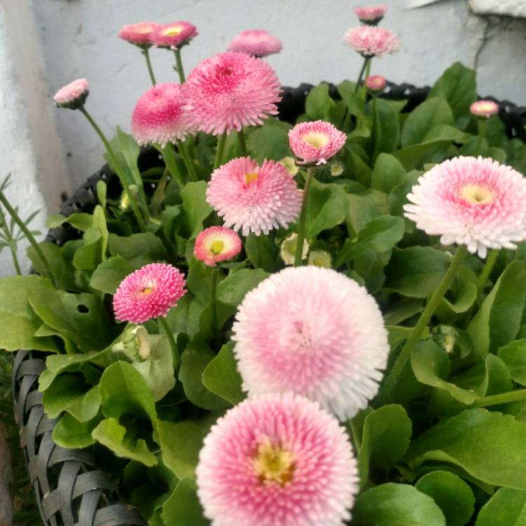 plant image 664235 plant image 664235