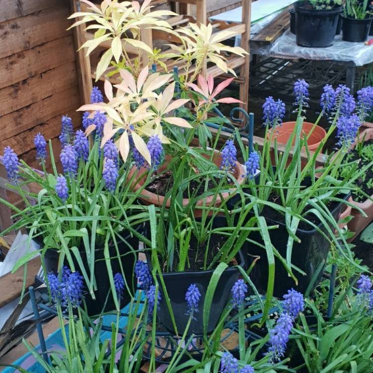plant image 665647 plant image 665647
