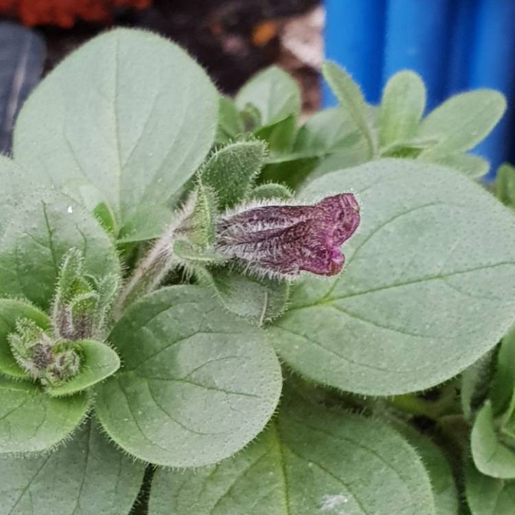plant image 676875
