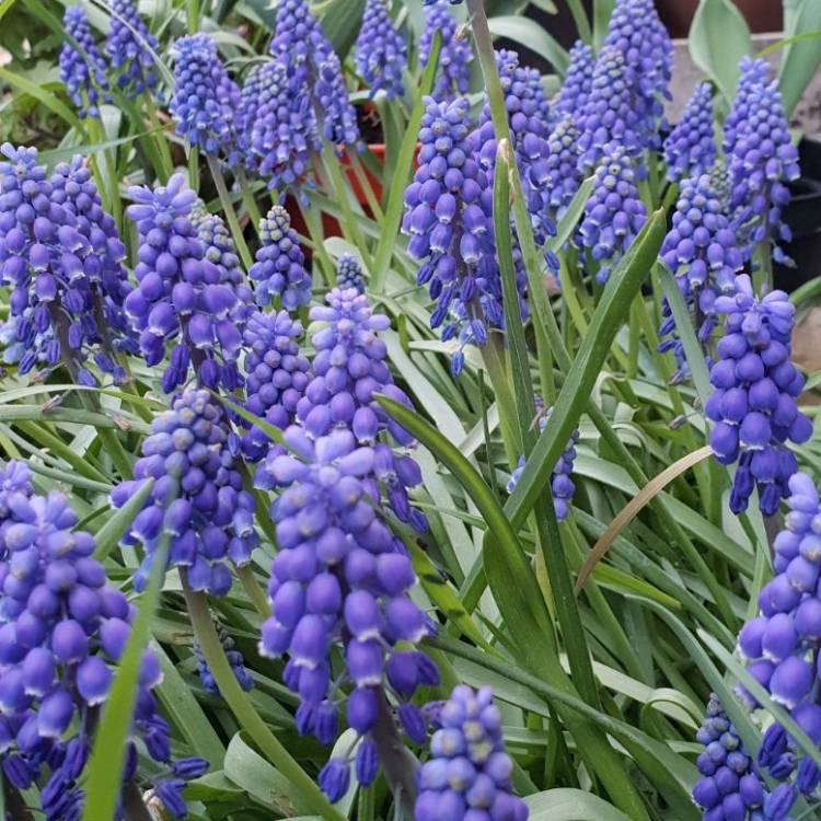 Plant image Muscari armeniacum