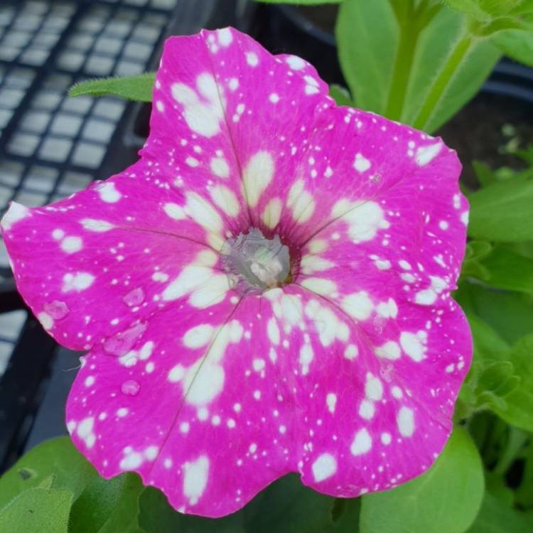 Plant image Petunia 'Kleph17342' syn. Petunia 'Pink Sky', Petunia 'BabyDoll', Petunia 'Headliner Pink Sky'