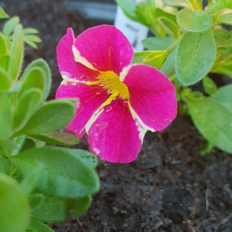 Plant image Calibrachoa 'Starlight Pink'