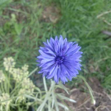 Centaurea cyanus 'Blue Ball'
