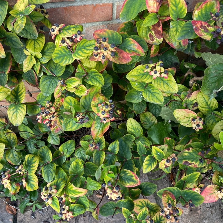 Plant image Hypericum 'Golden Beacon'