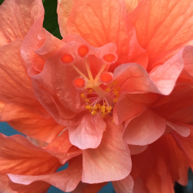 Plant image Hibiscus rosa-sinensis 'Mrs Andreasen'