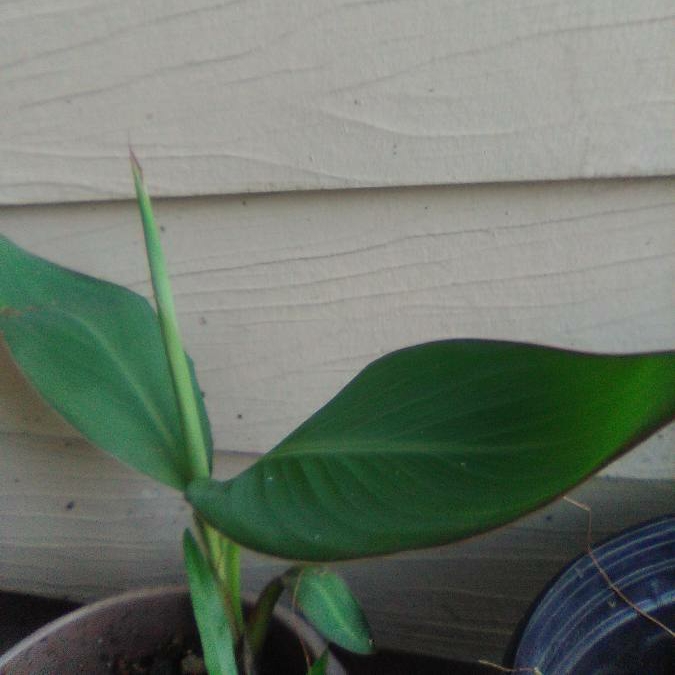 Plant image Canna 'Fiesta'