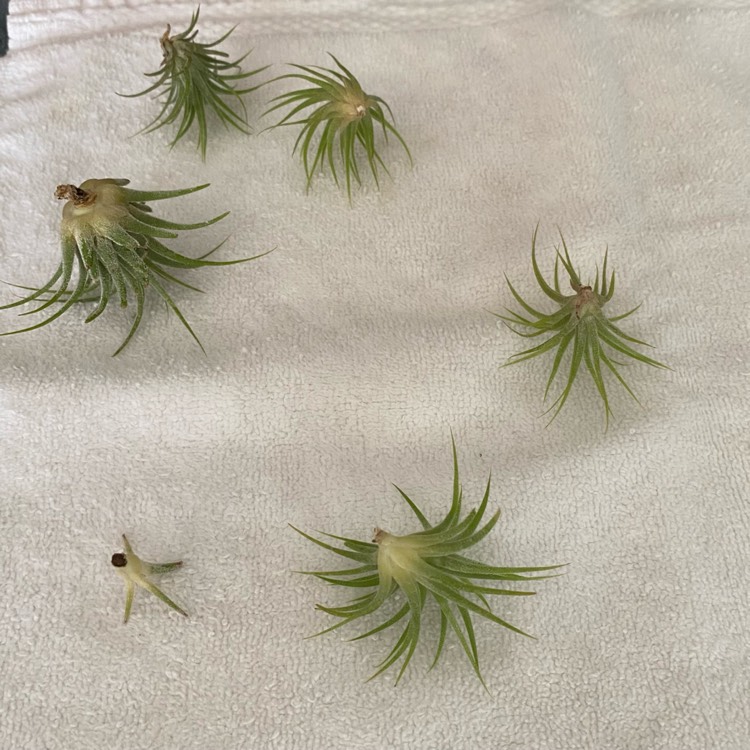 plant image 1619532
