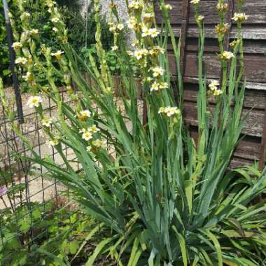 Yellow Eyed Grass 'Aunt May'