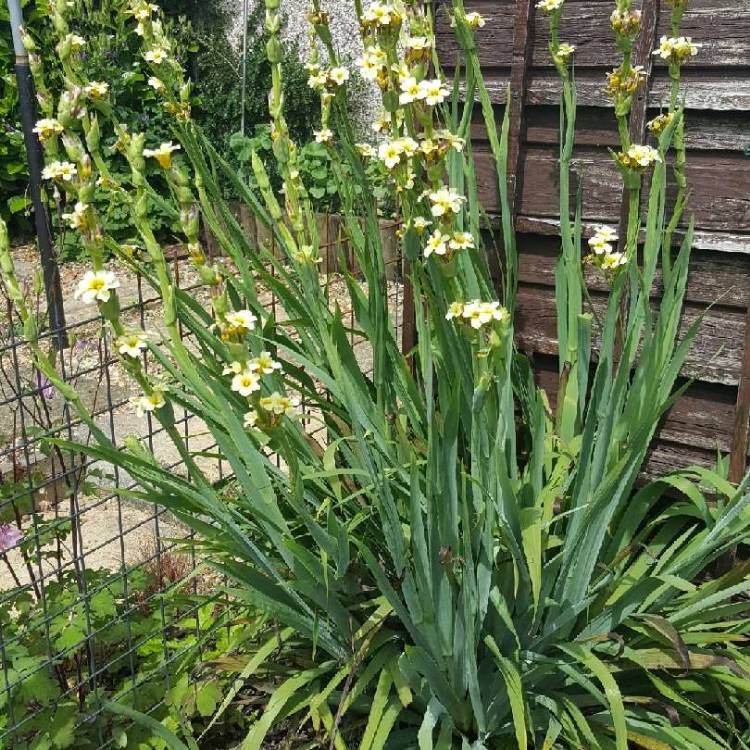 plant image 766528