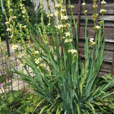 Yellow Eyed Grass 'Aunt May'