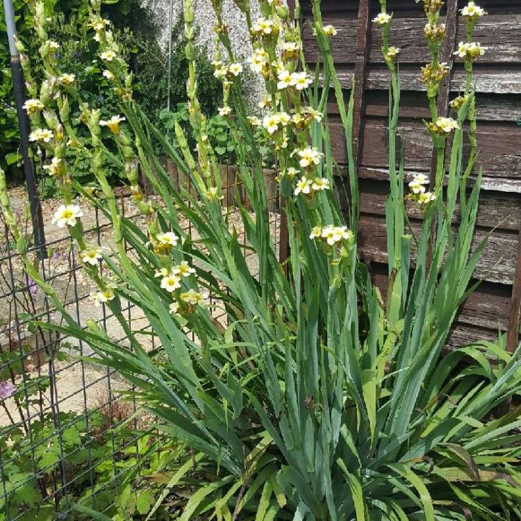 Plant image Sisyrinchium striatum 'Aunt May'
