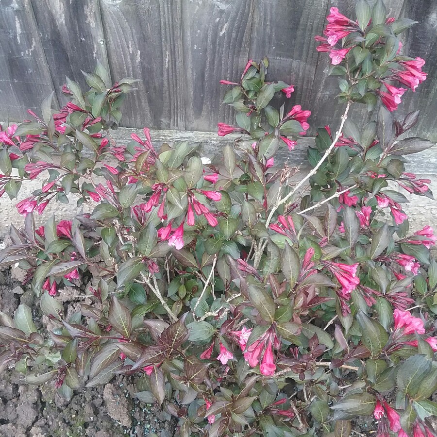 Plant image Weigela florida 'Alexandra' syn. Weigela florida 'Wine and Roses'