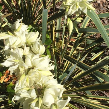 Yucca filamentosa 'Color Guard'