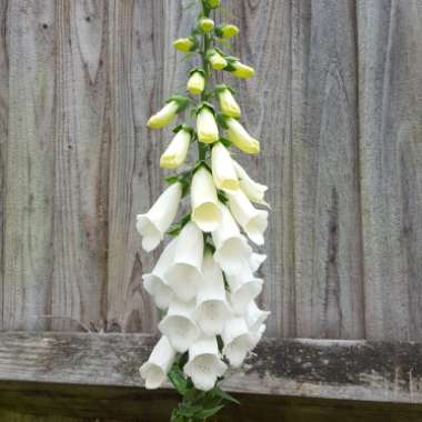 Foxglove