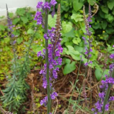 Purple Toadflax