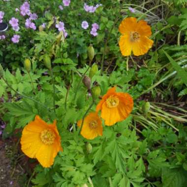 Welsh Poppy