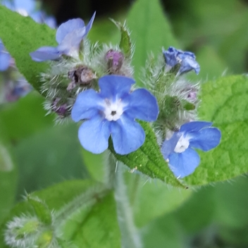 Common Forget-me-not