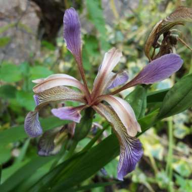 Lorraine's garden