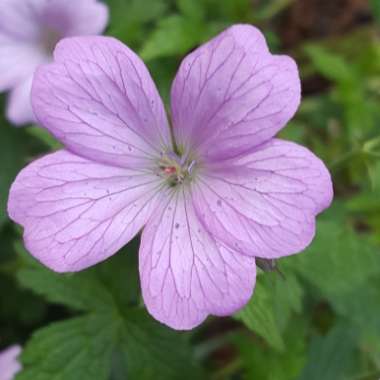 Geranium x oxonianum 'Wargrave Pink'