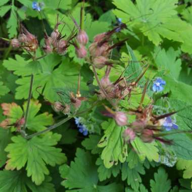 Common Forget-me-not