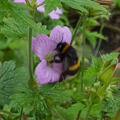 Lorraine's garden