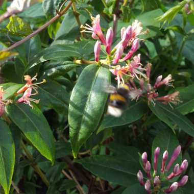 Lonicera