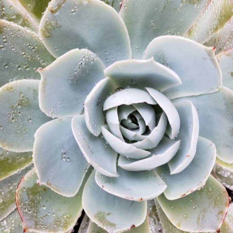 plant image 959299