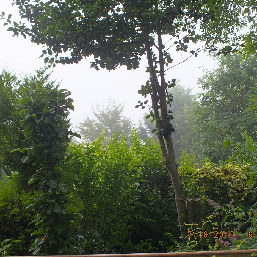 Janet's garden