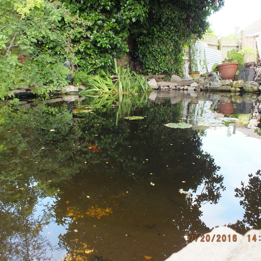 Janet's garden