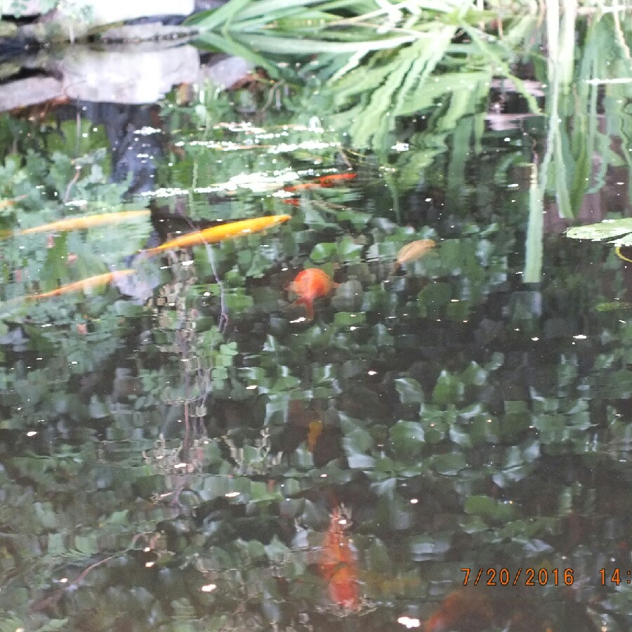 Janet's garden