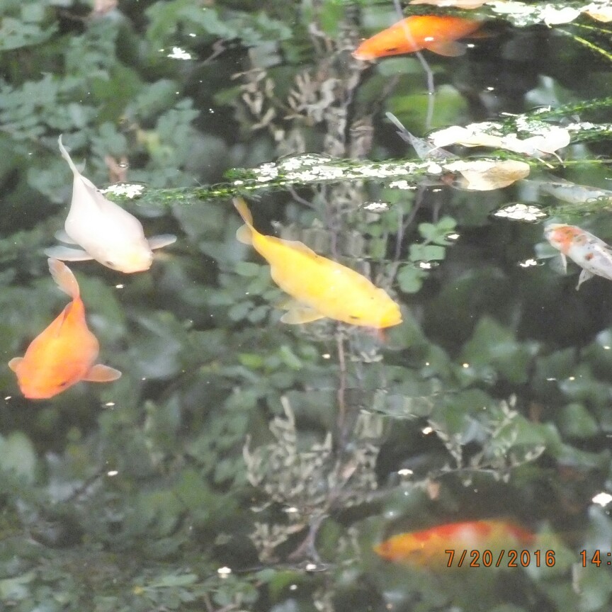 Janet's garden