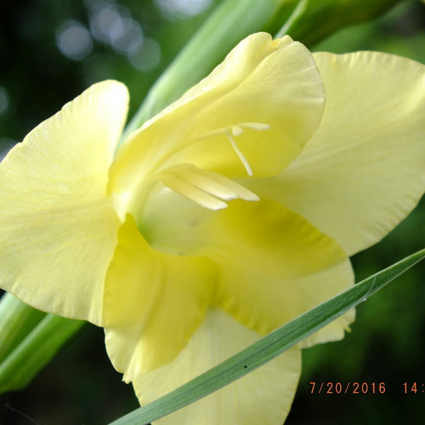 Janet's garden