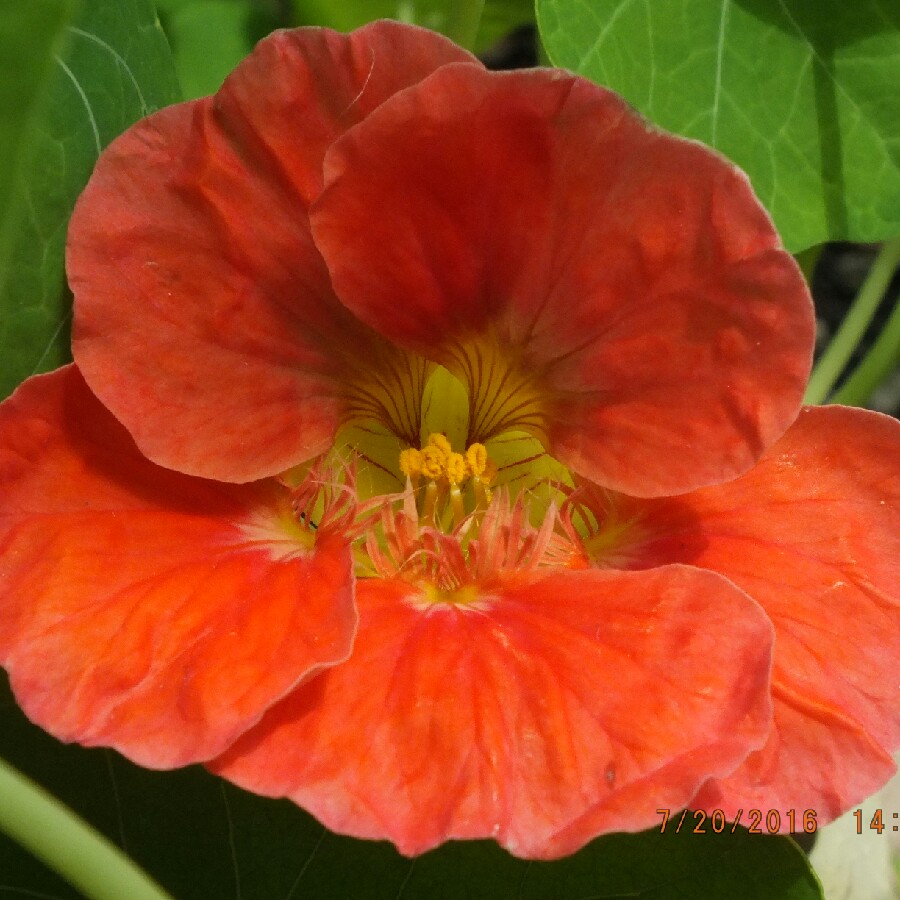 Janet's garden