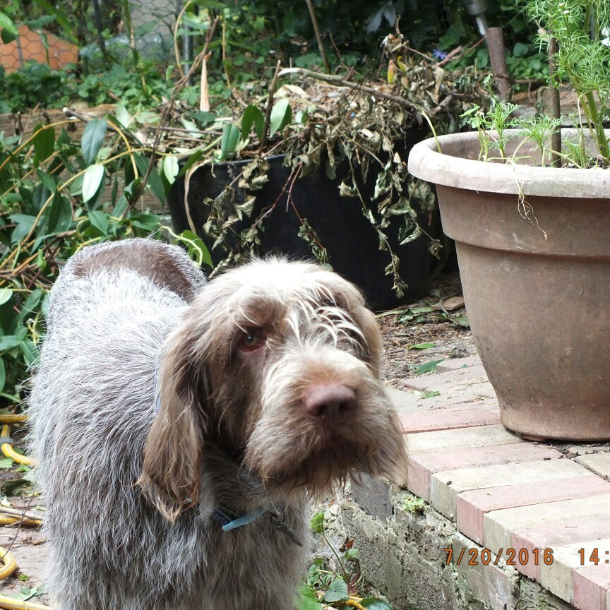 Janet's garden