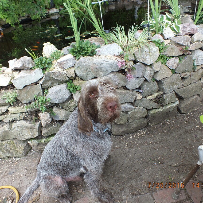 Janet's garden