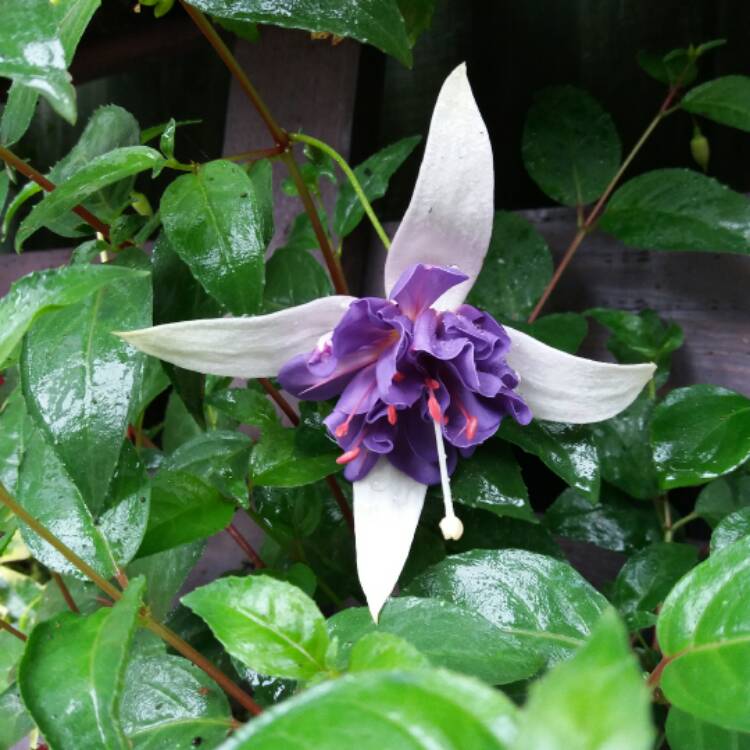 Plant image Fuchsia 'Blue Angel'