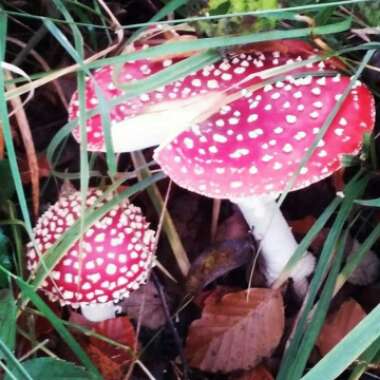 Amanita muscaria